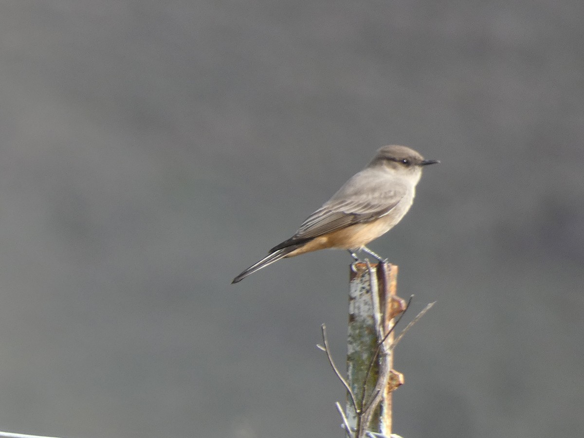 Say's Phoebe - ML645560823