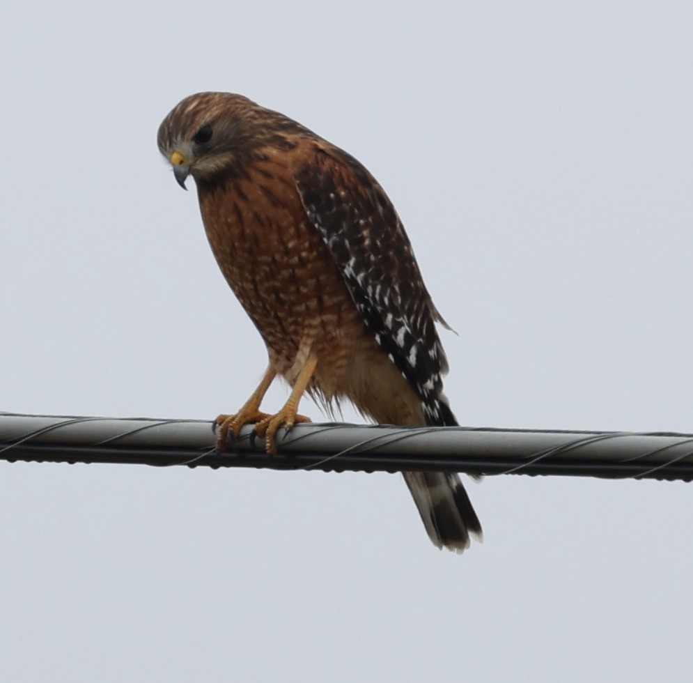 Red-shouldered Hawk - ML645560832