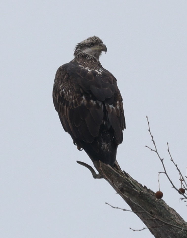 Bald Eagle - ML645560858