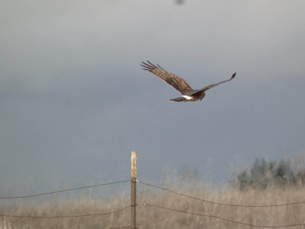 Northern Harrier - ML645560876