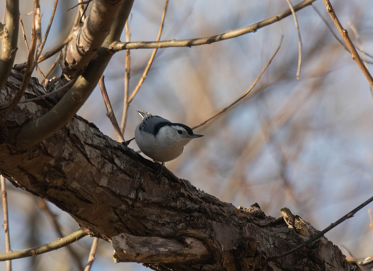 White-breasted Nuthatch - ML645560877