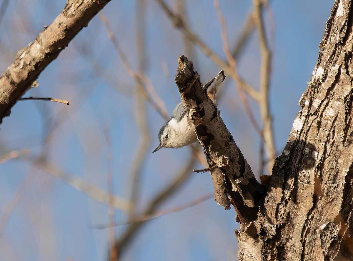 White-breasted Nuthatch - ML645560878
