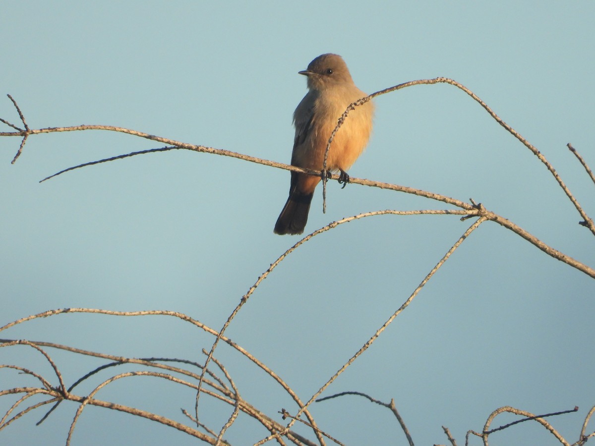 Say's Phoebe - ML645560894