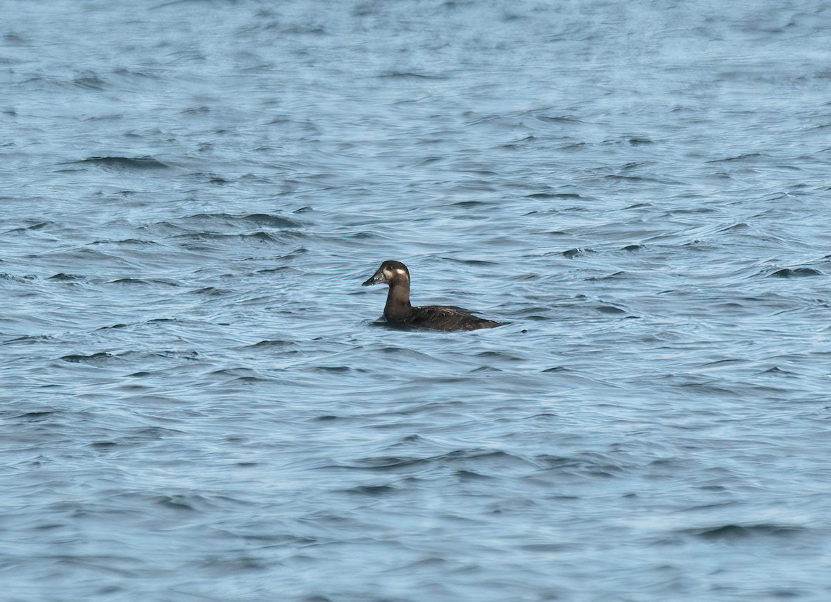 Surf Scoter - ML645560906