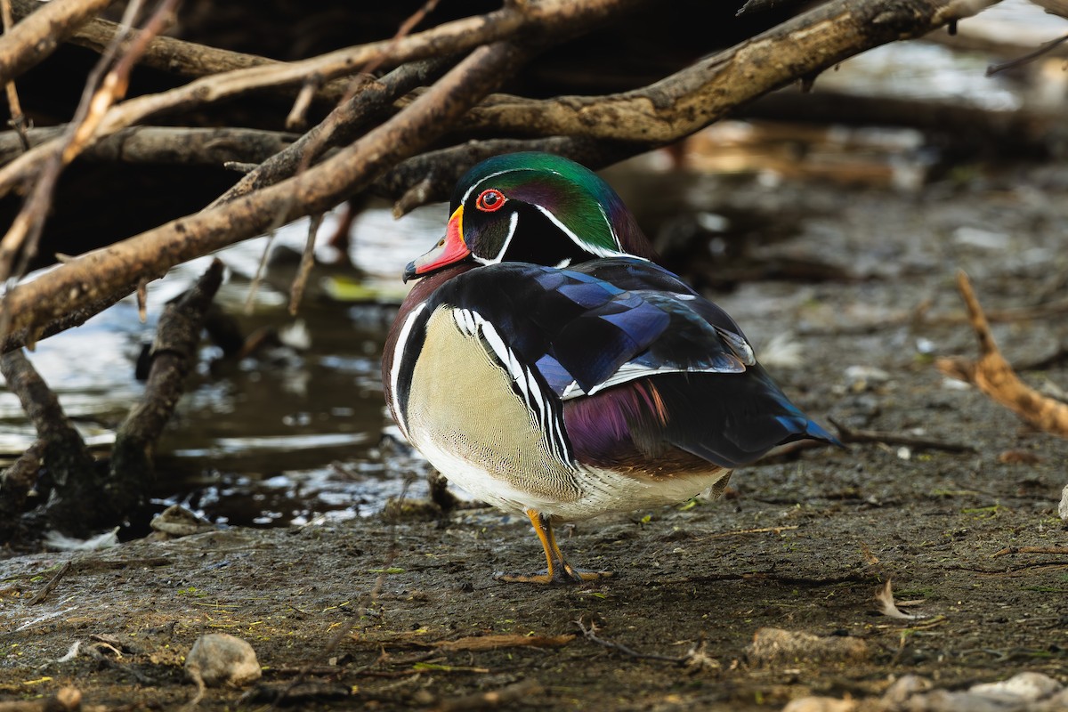 Wood Duck - ML645560917