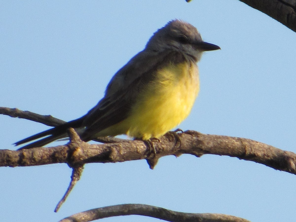 Western Kingbird - ML645560922