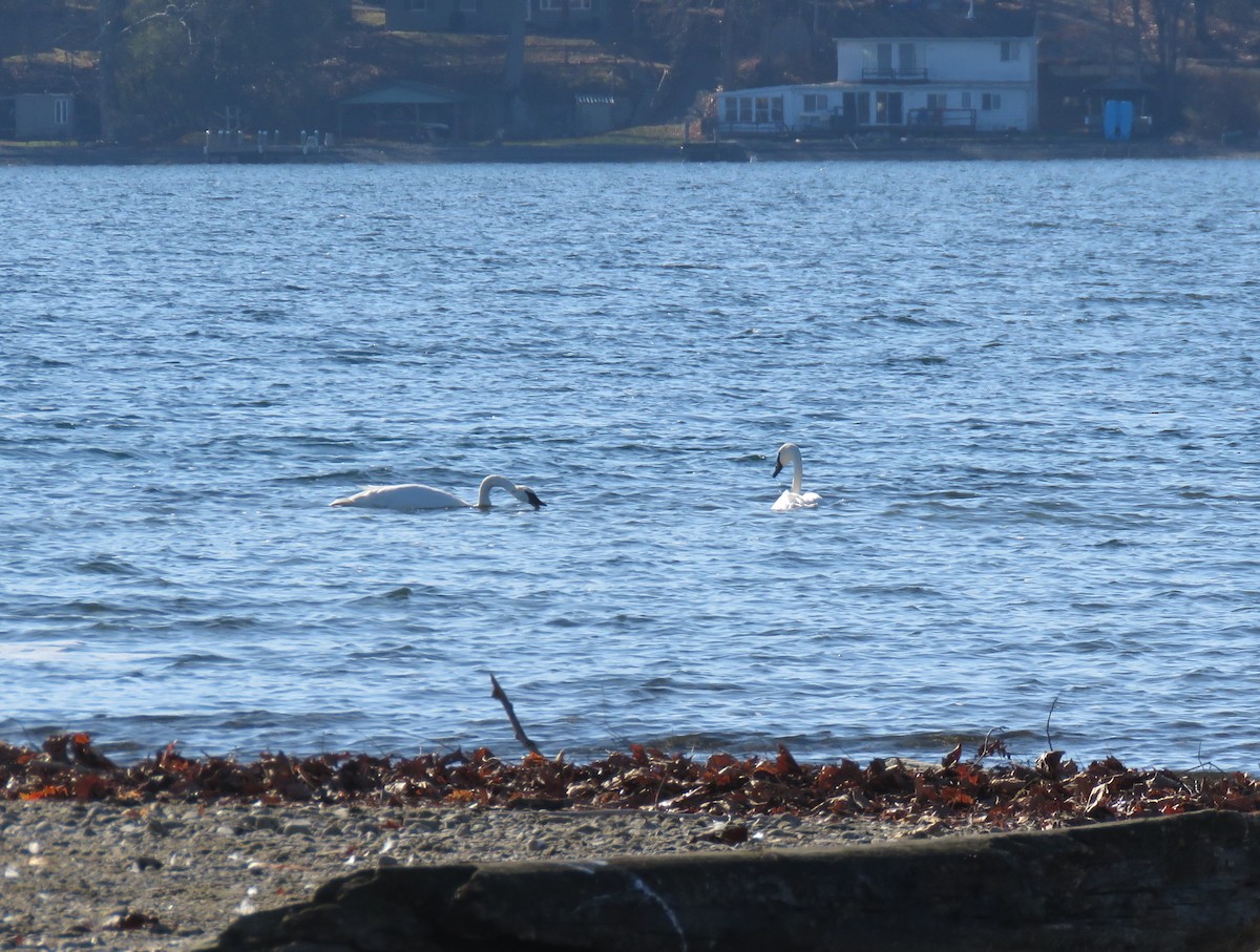 Trumpeter Swan - ML645560923