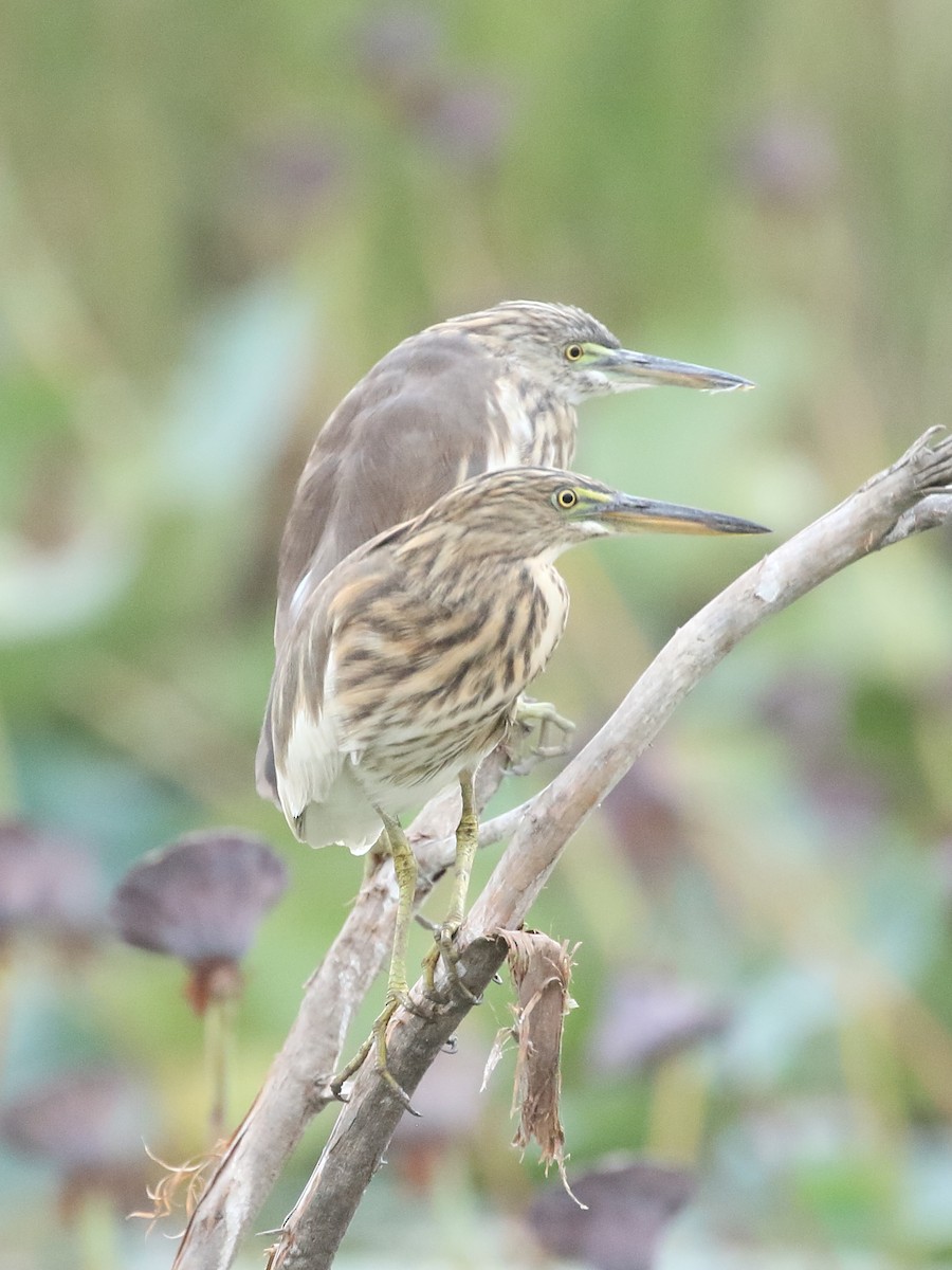 Indian Pond-Heron - ML645560926