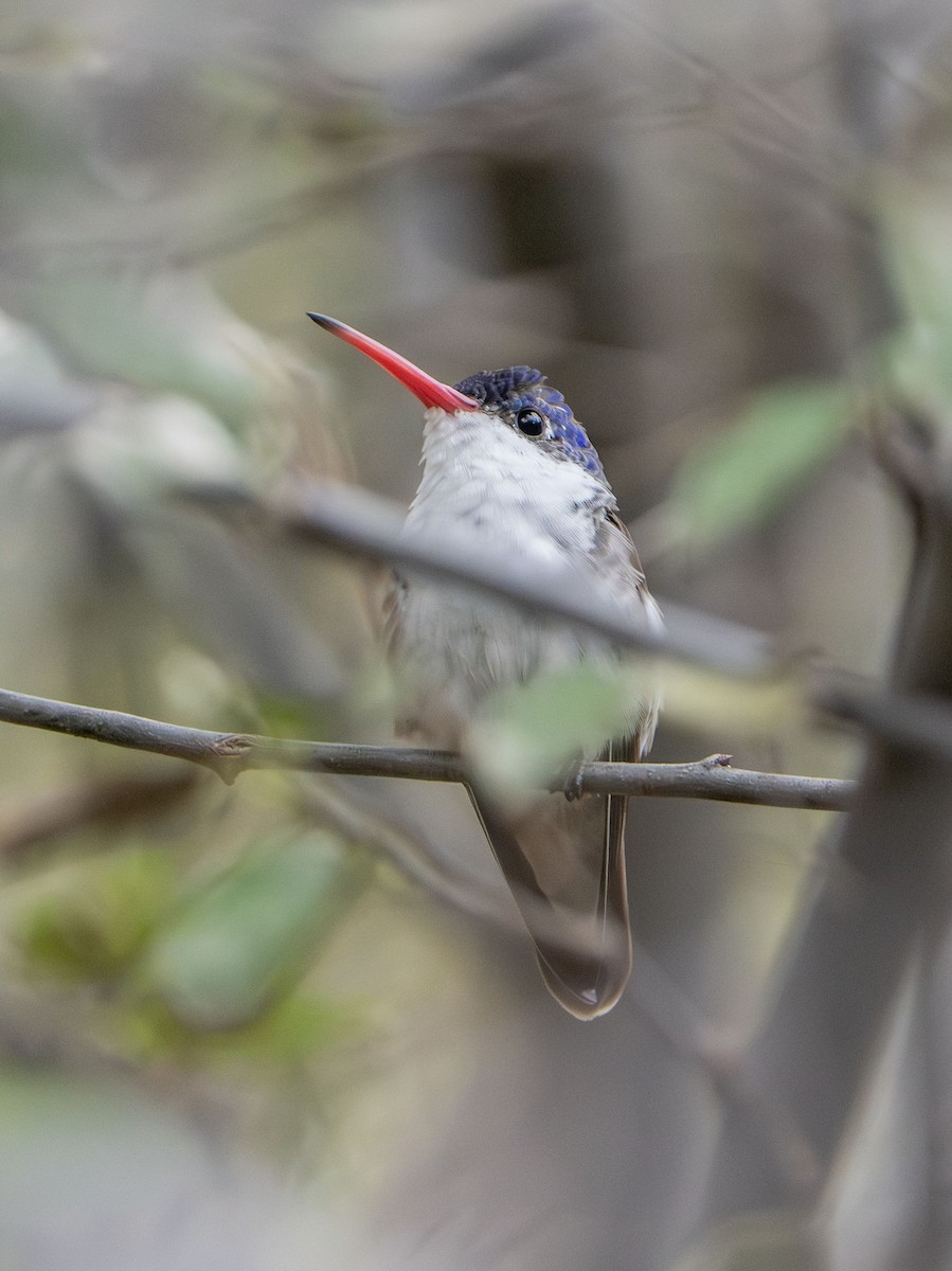 Violet-crowned Hummingbird - ML645560928