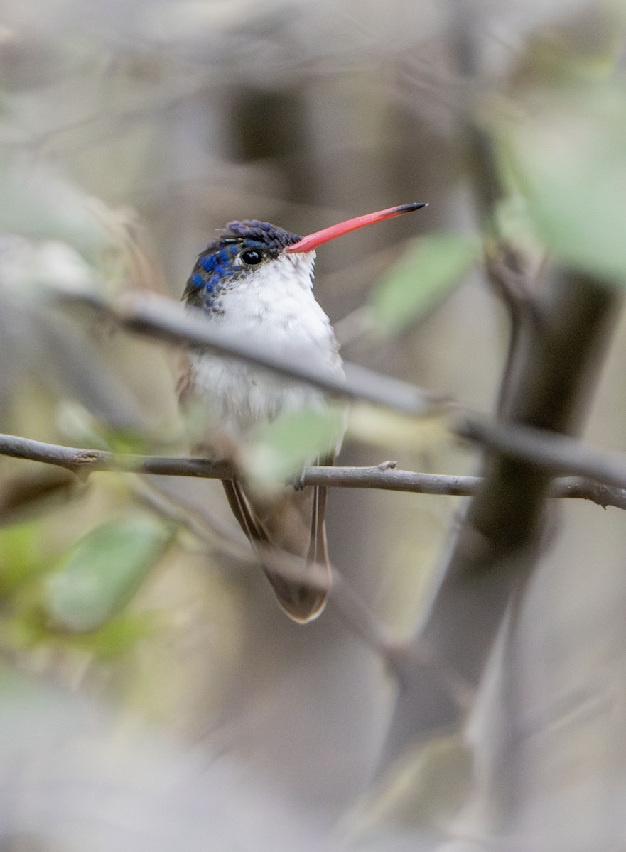 Violet-crowned Hummingbird - ML645560929