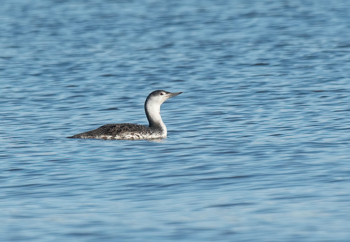 Red-throated Loon - ML645560933