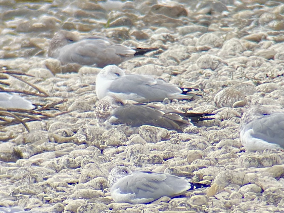 Lesser Black-backed Gull - ML645560939