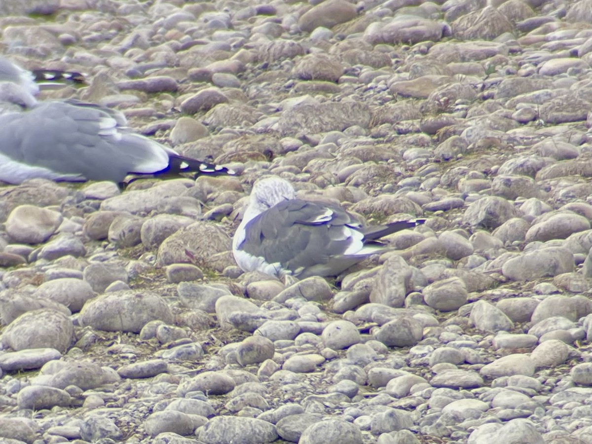 Lesser Black-backed Gull - ML645560940
