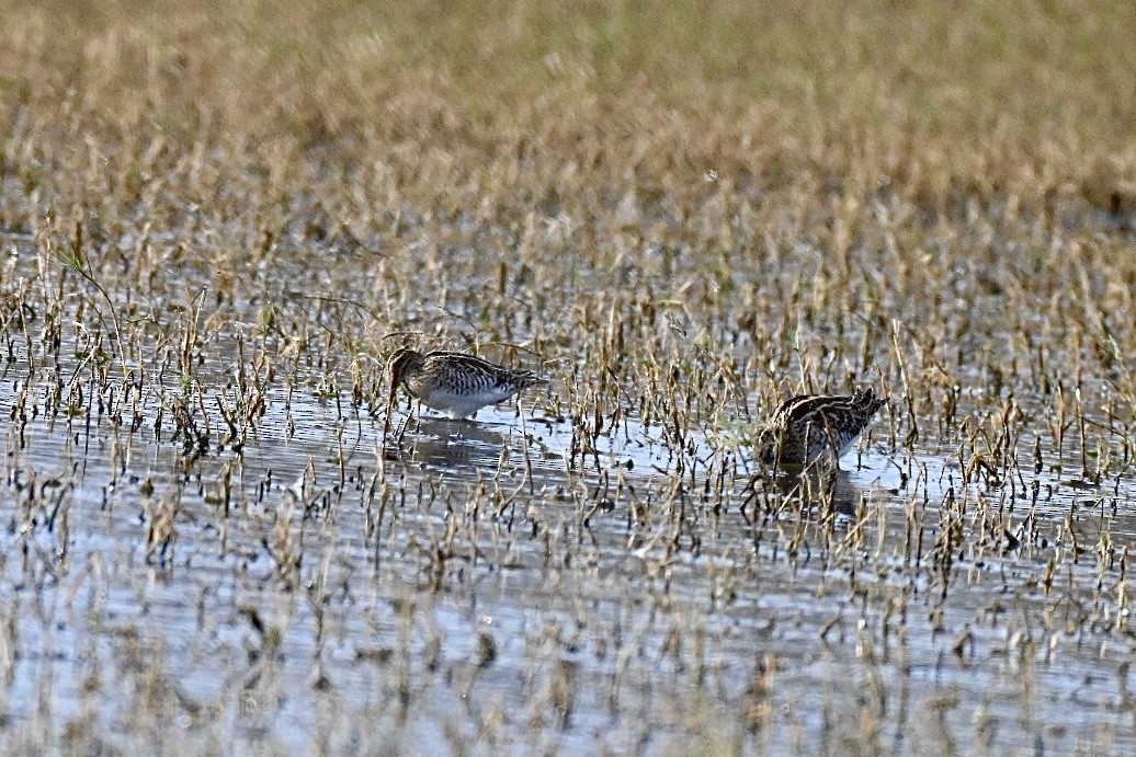 Agachadiza Común - ML645560949