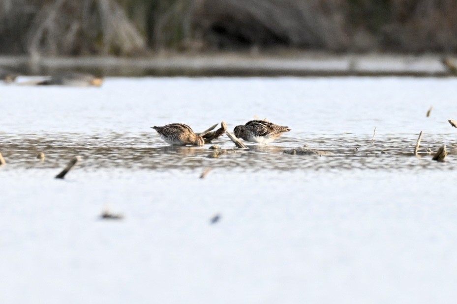 Agachadiza Común - ML645560950