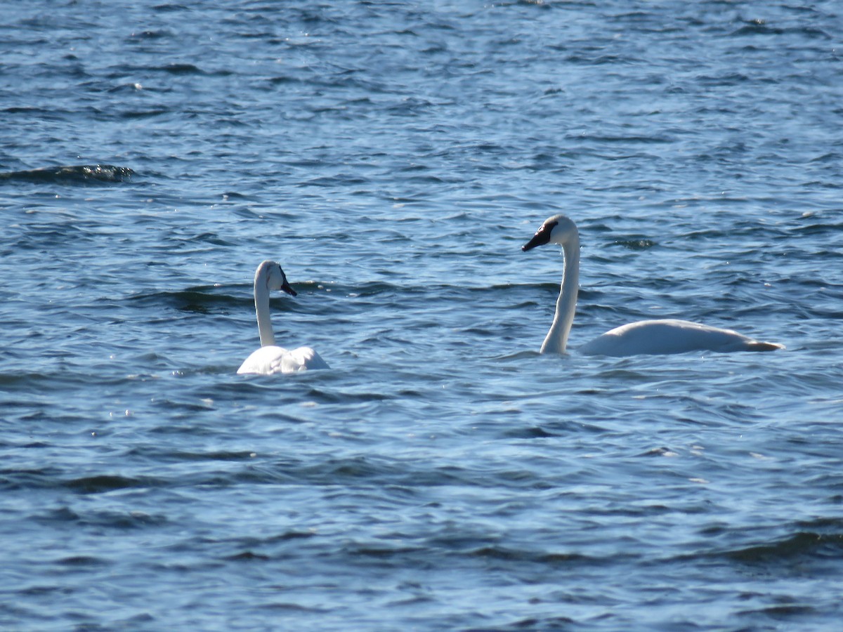 Trumpeter Swan - ML645560953