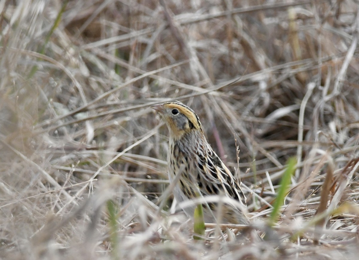 LeConte's Sparrow - ML645560962