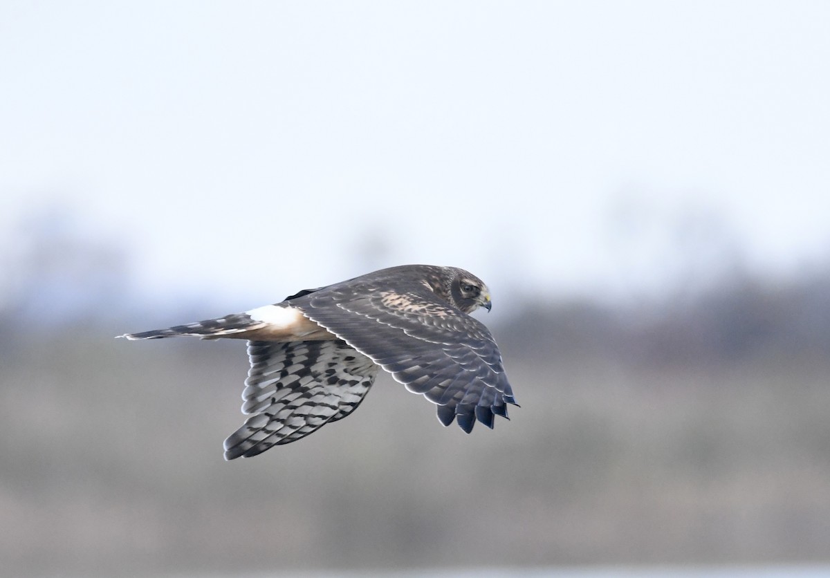 Northern Harrier - ML645560966