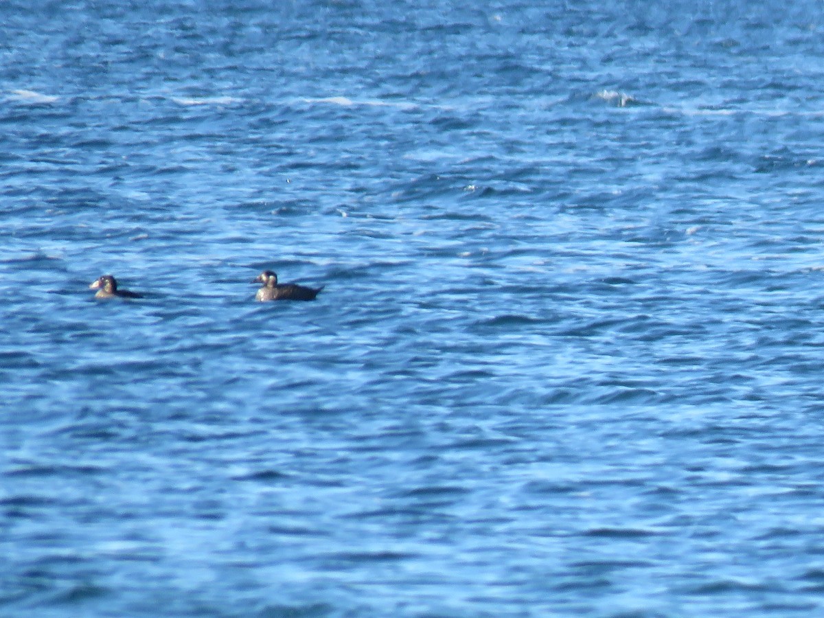 Surf Scoter - ML645560970