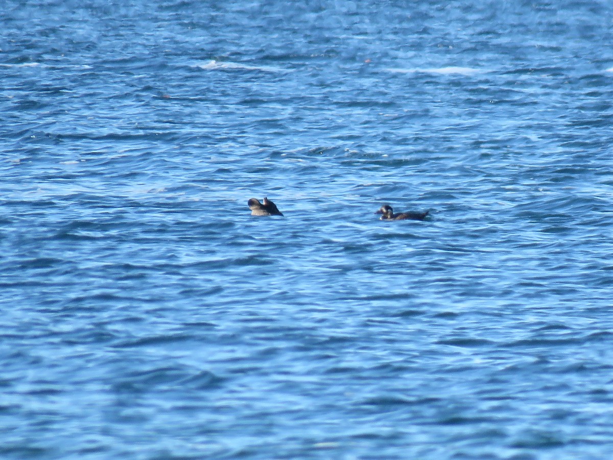 Surf Scoter - ML645560971