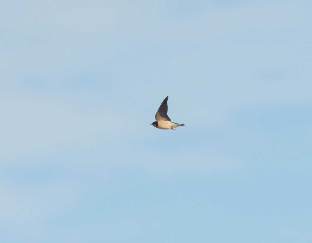 Barn Swallow - ML645560972