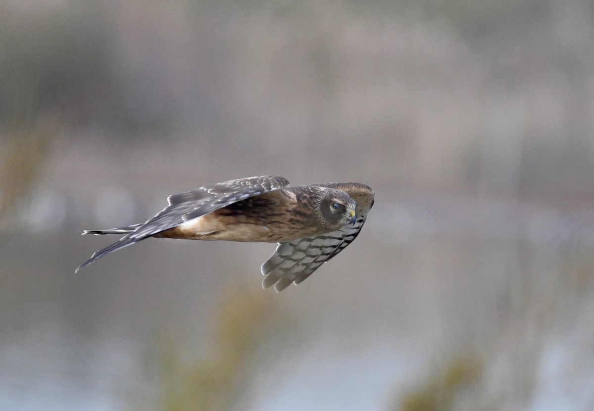 Northern Harrier - ML645560975