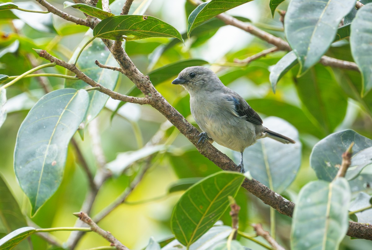 Plain-colored Tanager - ML645560982