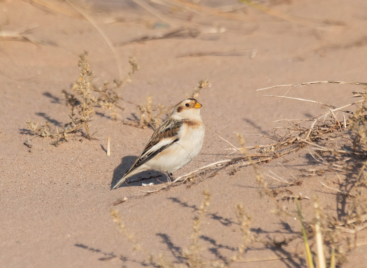 Snow Bunting - ML645560991