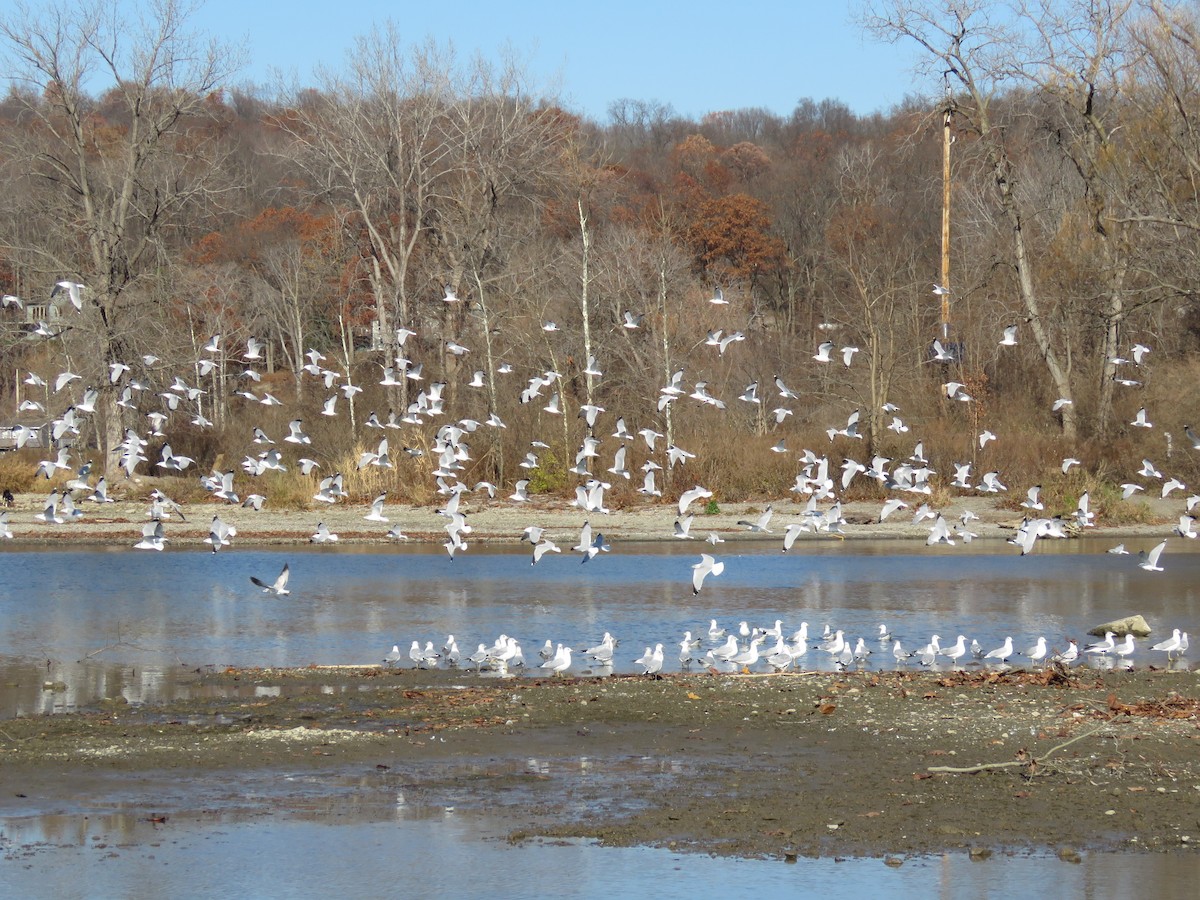 Ring-billed Gull - ML645560998
