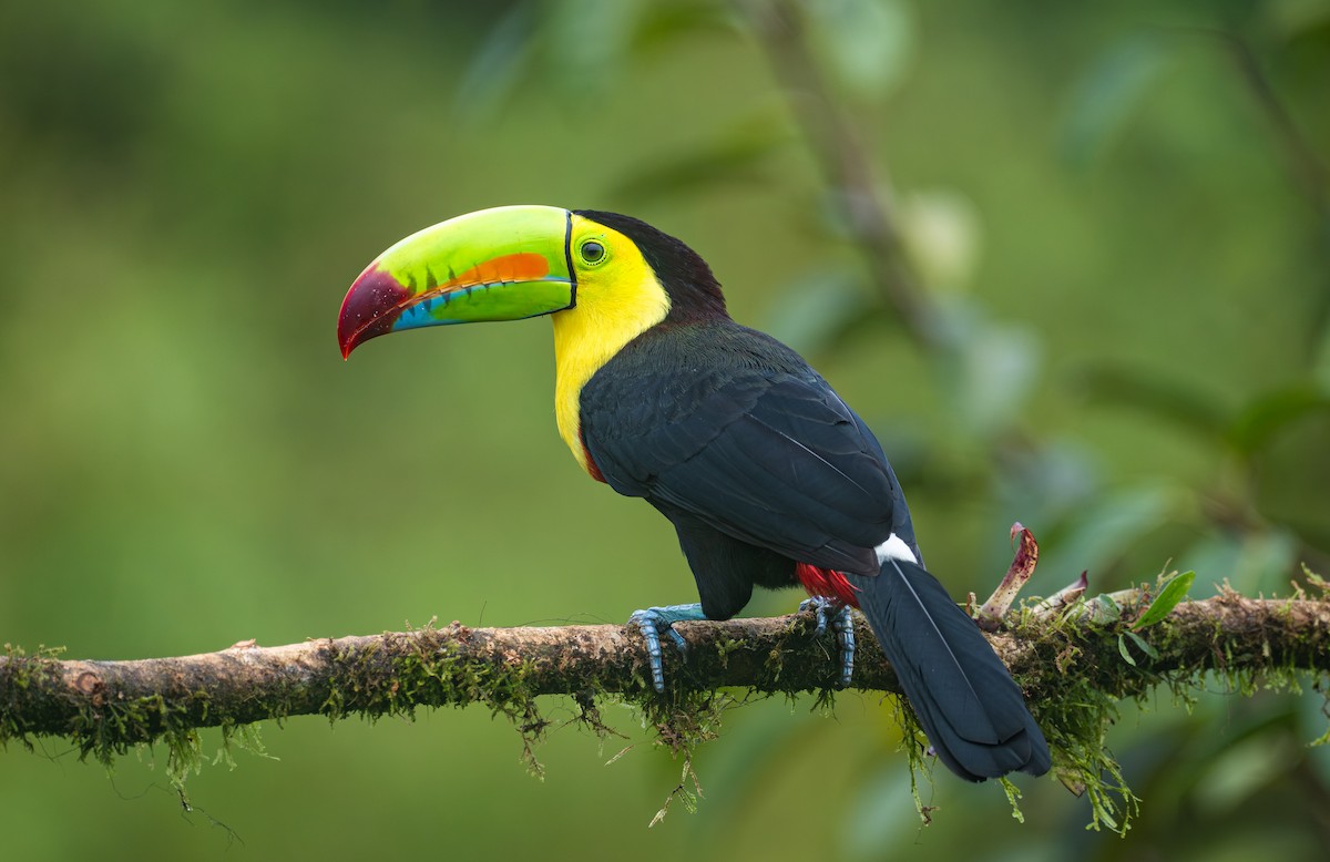 tukan středoamerický - ML645561001