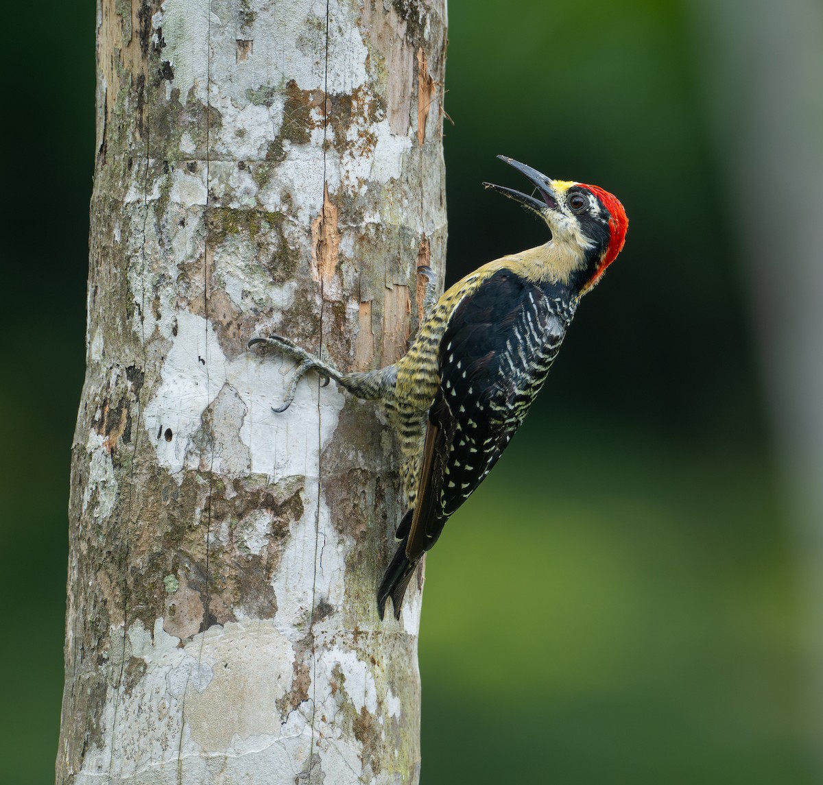 Black-cheeked Woodpecker - ML645561011