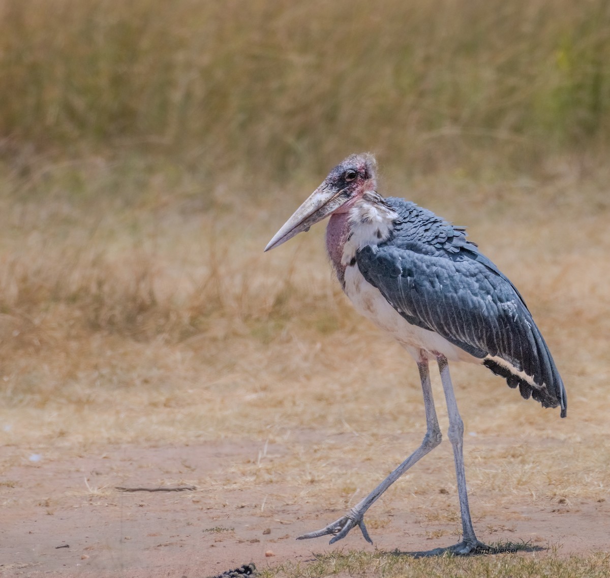 Marabou Stork - ML645561014