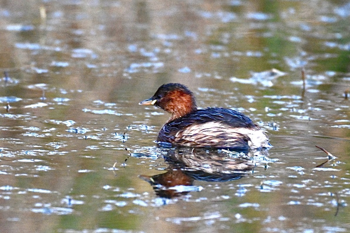 Little Grebe - ML645561015