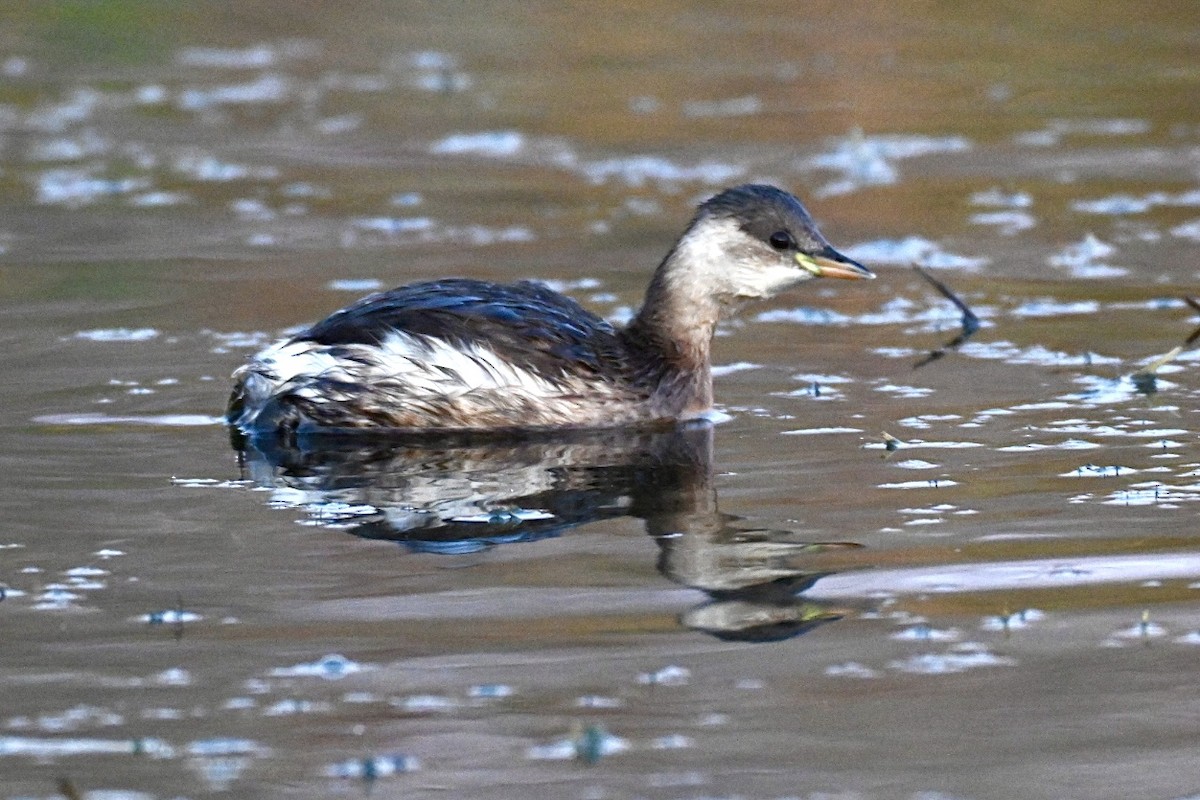 Little Grebe - ML645561016