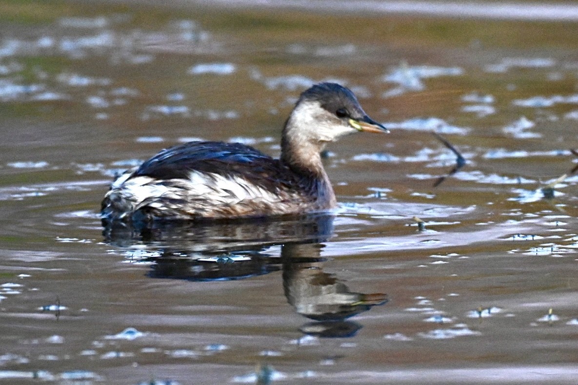 Little Grebe - ML645561017