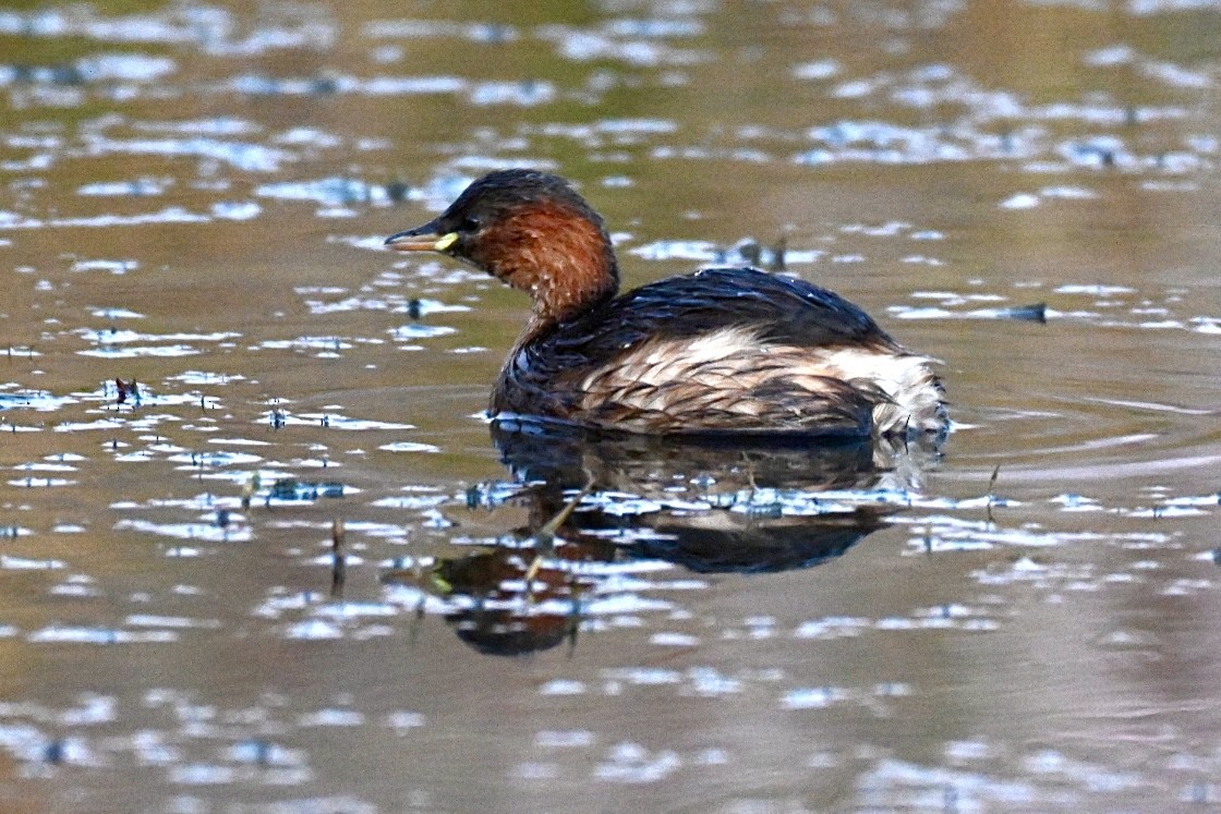 Little Grebe - ML645561018