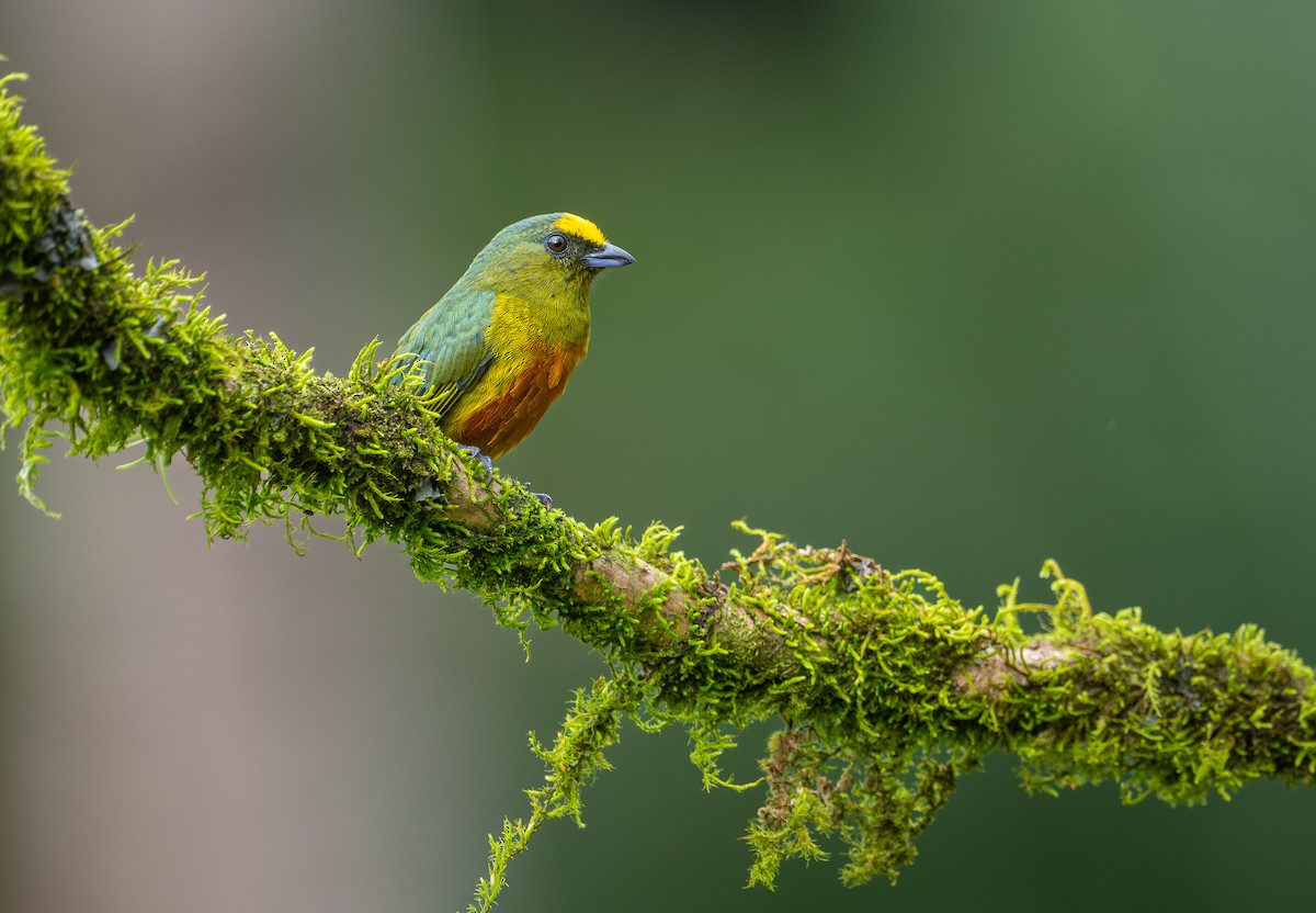 Olive-backed Euphonia - ML645561024