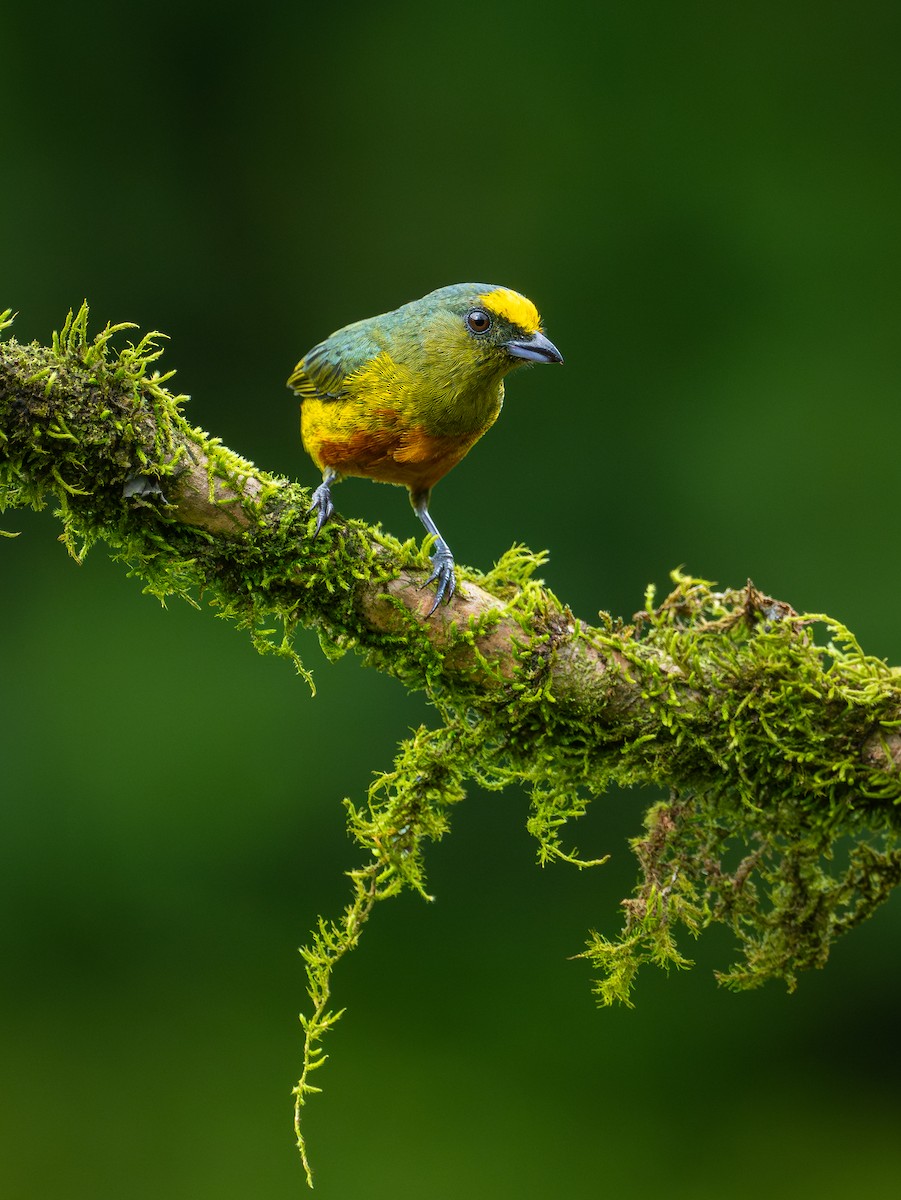 Olive-backed Euphonia - ML645561025