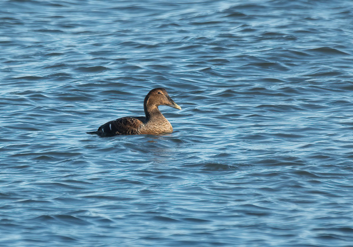 Common Eider - ML645561030