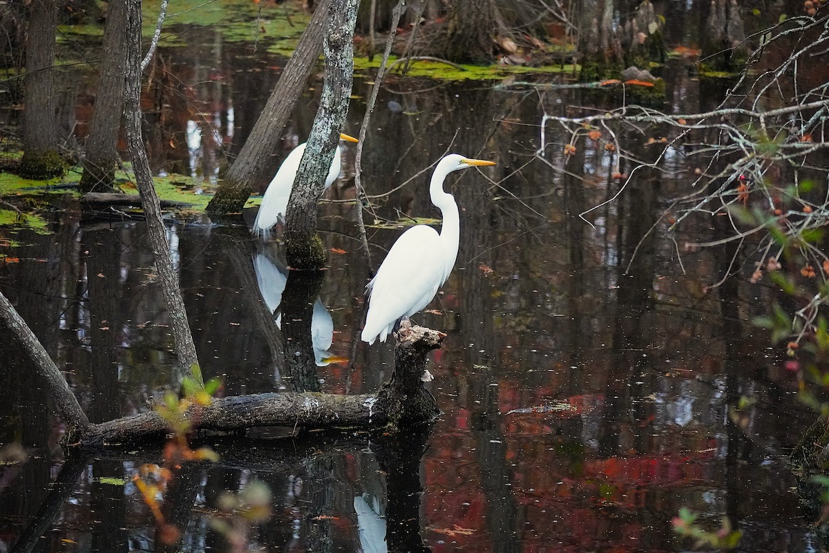 ダイサギ - ML645561038