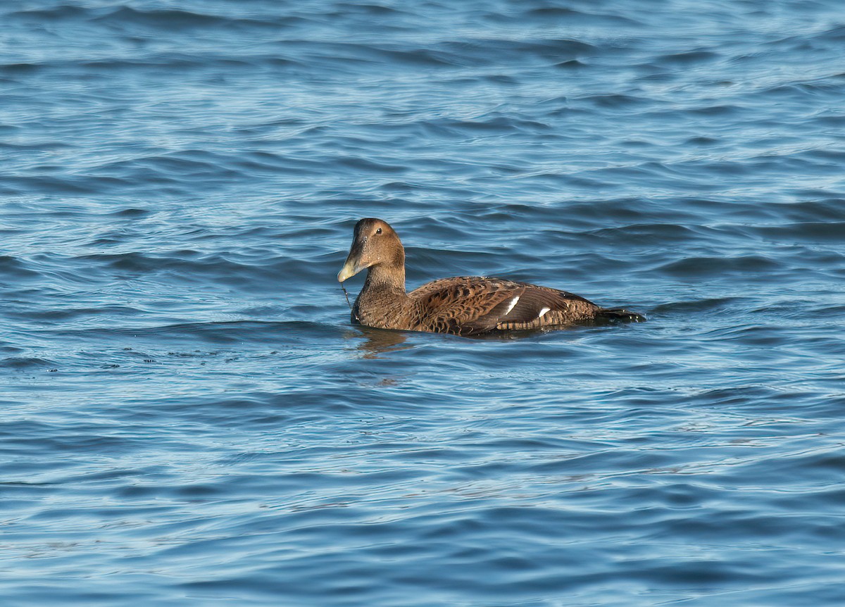 Common Eider - ML645561042