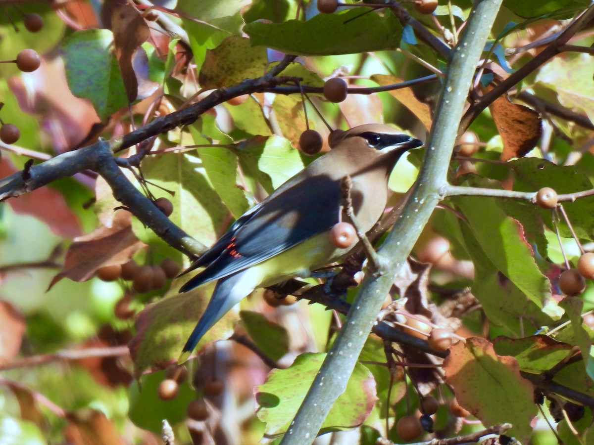 Cedar Waxwing - ML645561052