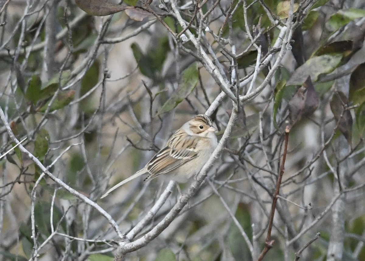 Clay-colored Sparrow - ML645561060