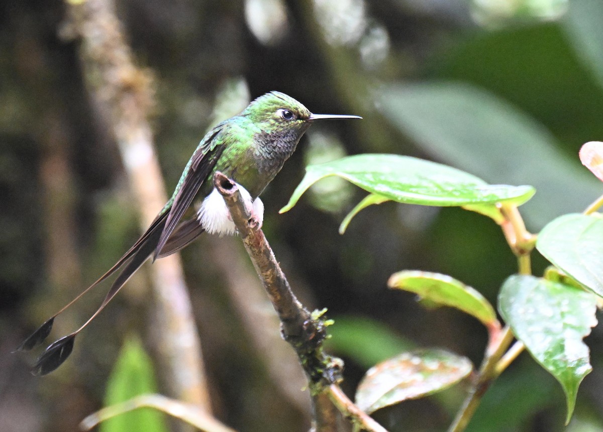 White-booted Racket-tail - ML645561061