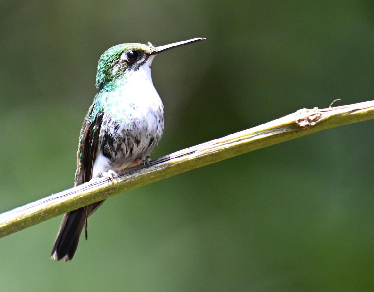 White-booted Racket-tail - ML645561064