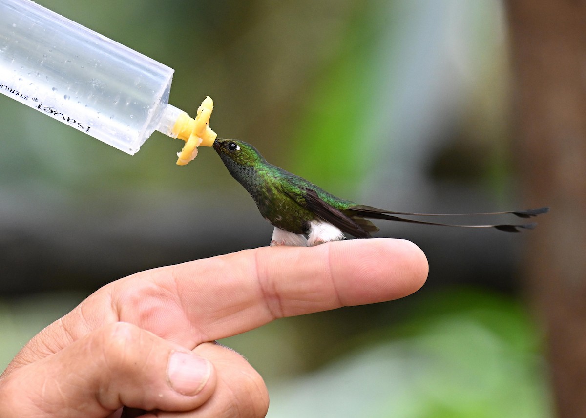 White-booted Racket-tail - ML645561066