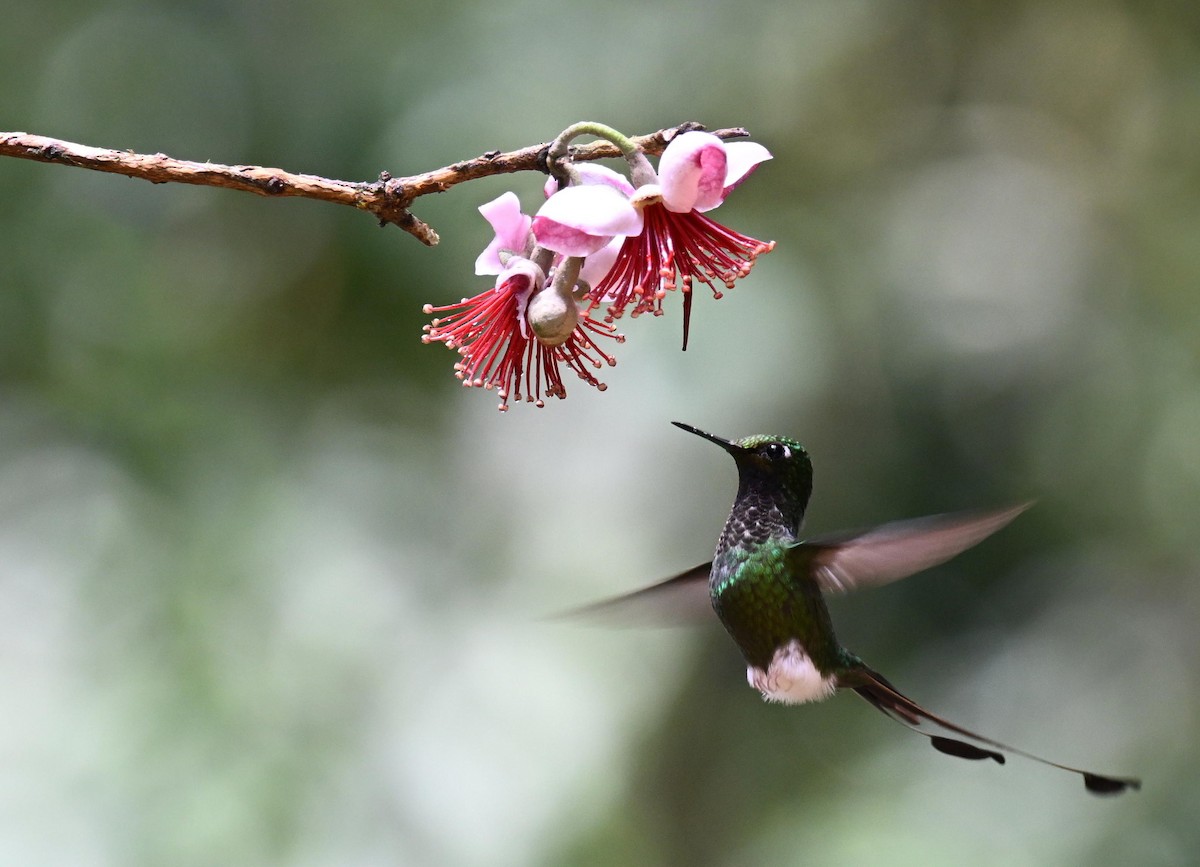 White-booted Racket-tail - ML645561068