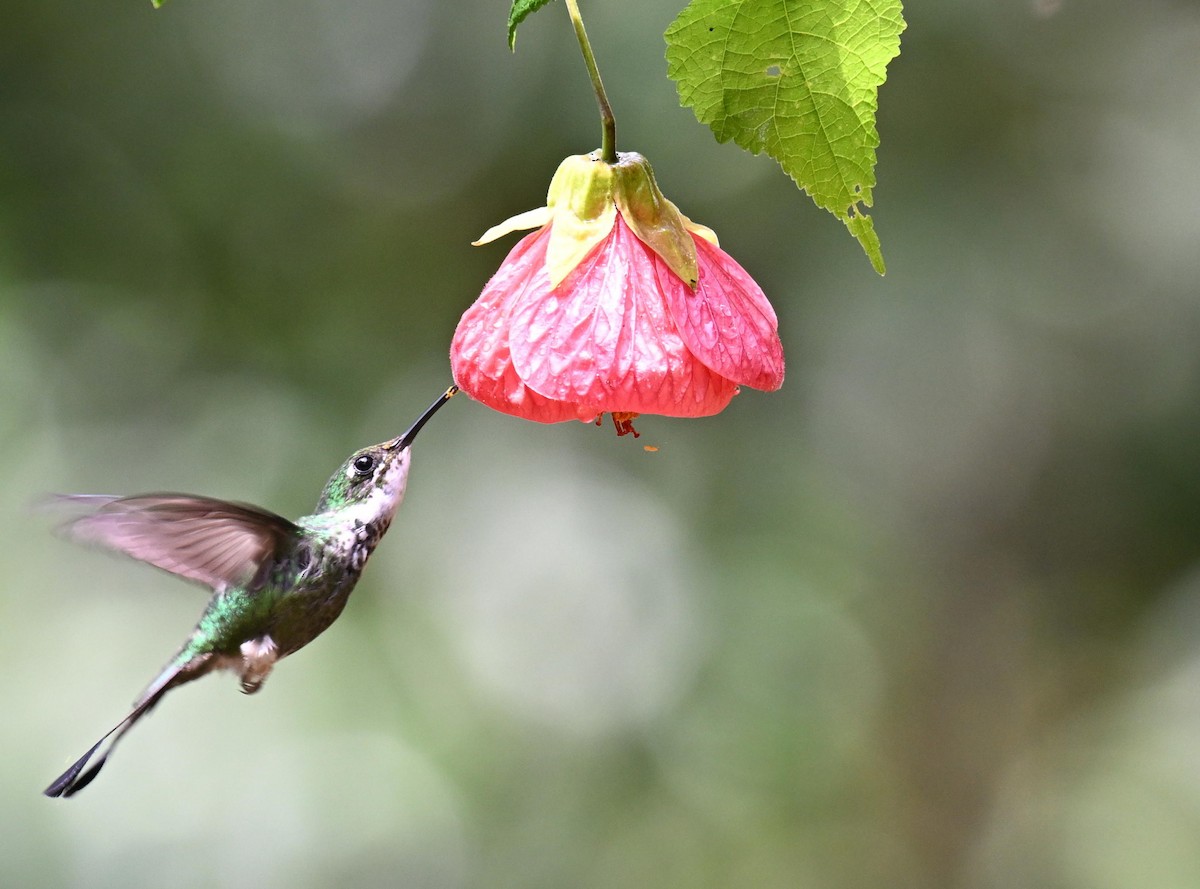 White-booted Racket-tail - ML645561070