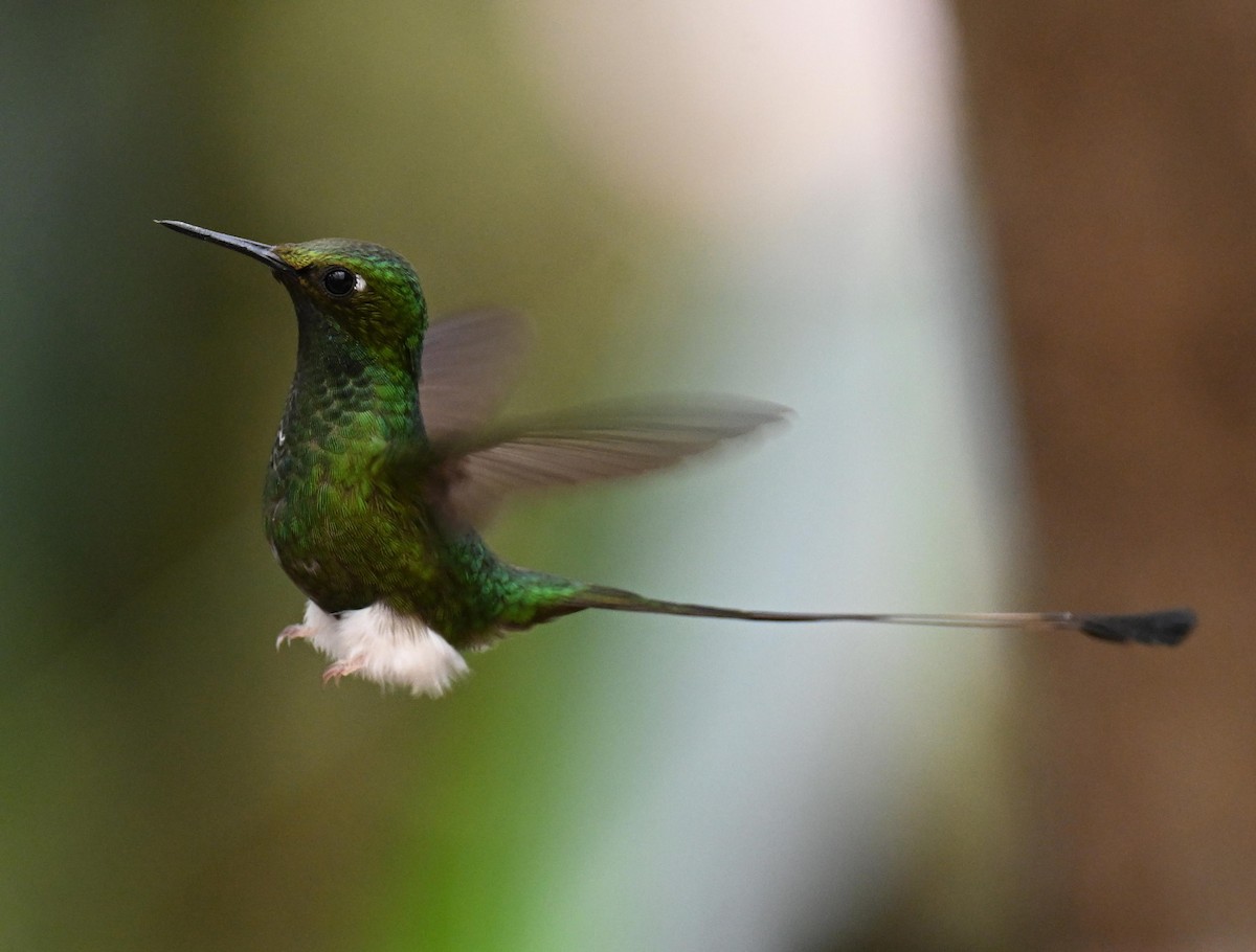 White-booted Racket-tail - ML645561072