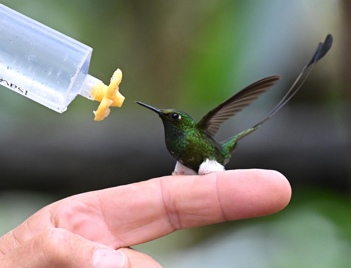 White-booted Racket-tail - ML645561073